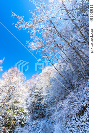 Foggy ice / silver forest Foggy ice / silver forest 49108911