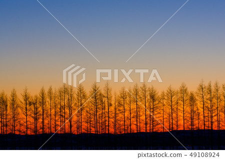 Larch trees in the morning glow of winter 49108924