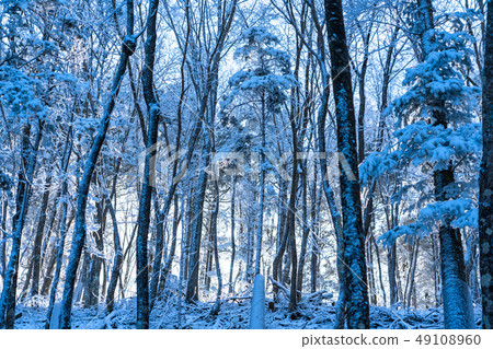 Foggy ice / silver forest Foggy ice / silver forest 49108960