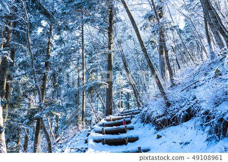 Foggy ice / silver forest Foggy ice / silver forest 49108961