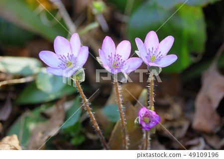 Pink snow grass Pink snow grass 49109196