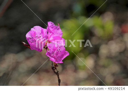 Red cherry azalea Red cherry azalea 49109214