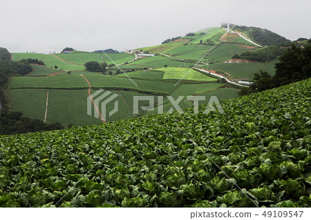Highland Chinese Cabbage Field Highland Chinese Cabbage Field 49109547