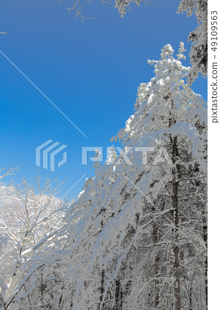 冰雪覆蓋的樹 冰雪覆蓋的樹 49109563
