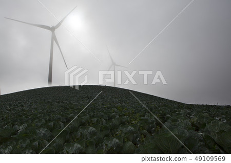 Highland Chinese Cabbage Field Highland Chinese Cabbage Field 49109569