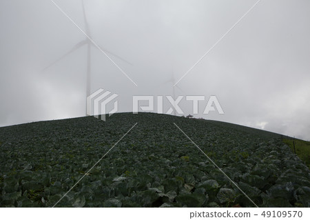 Highland Chinese Cabbage Field 49109570