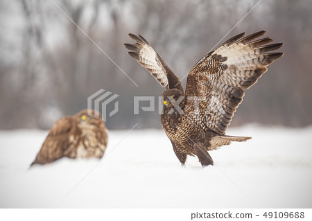 Common buzzards, buteo buteo, fighting in winter. 49109688