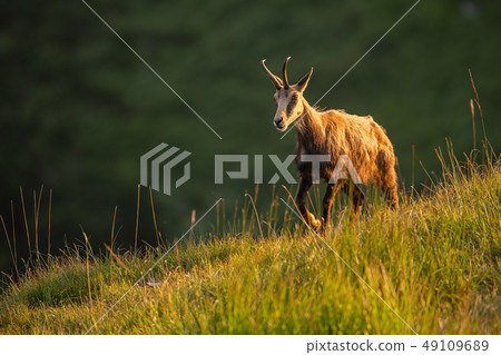 Alpine chamois, rupicapra rupicapra, in the mountains at sunset. 49109689
