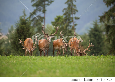 Herd of red deer stags with antlers in velvet. 49109692
