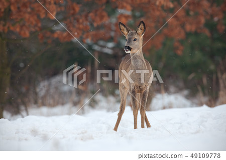 Roe deer, capreolus capreolus, in deep snow in winter. Roe deer, capreolus capreolus, in deep snow in winter. 49109778