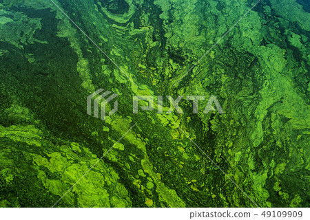 green algae on the surface of the water. flowering 49109909