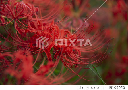 群集孤挺花 群集孤挺花 49109950