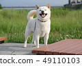 Shiba Inu 49110103