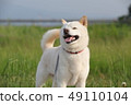 Shiba Inu 49110104
