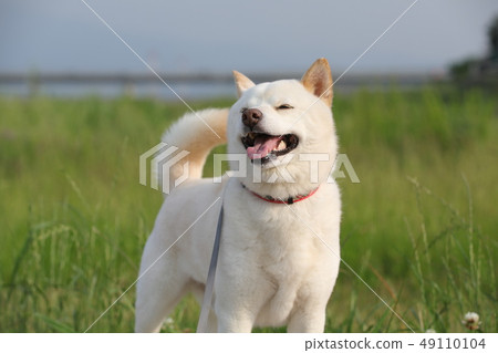 Shiba Inu Shiba Inu 49110104