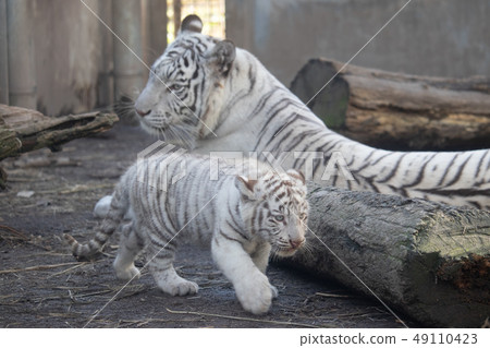 Parent and child of White Tiger Parent and child of White Tiger 49110423