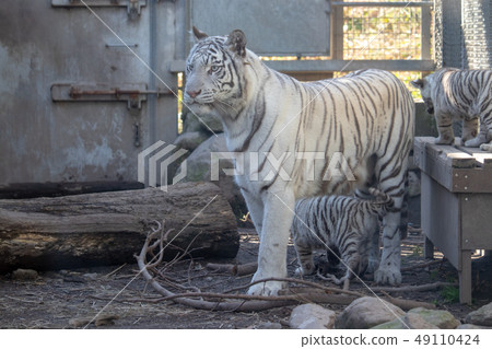 Parent and child of White Tiger Parent and child of White Tiger 49110424