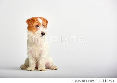 Jack Russell Terrier puppy close up on white background, copy space. Studio shot 49110794