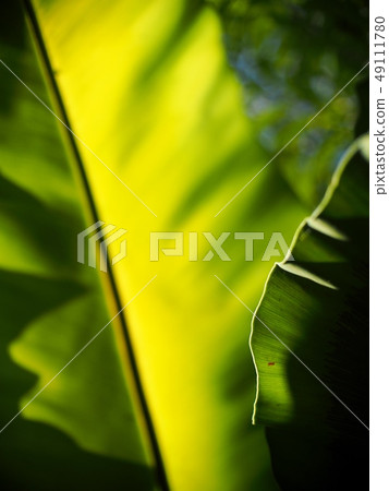 crop closeup on large green leaves tropical plant crop closeup on large green leaves tropical plant 49111780