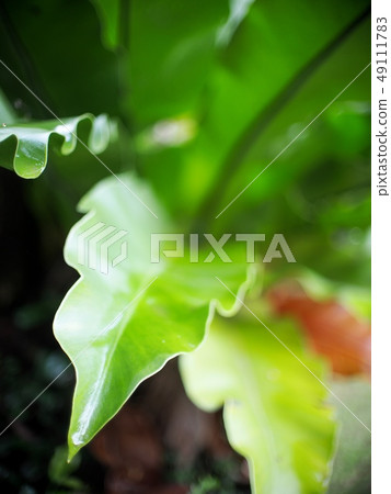 crop closeup on large green leaves tropical plant crop closeup on large green leaves tropical plant 49111783