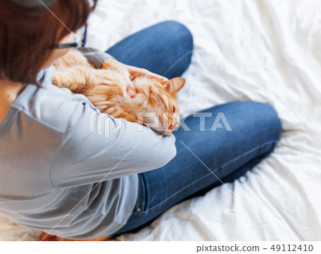 Cute ginger cat lies on woman's hands. Fluffy pet Cute ginger cat lies on woman's hands. Fluffy pet 49112410
