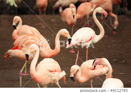 a flock Flamingo. Pink birds in natural park a flock Flamingo. Pink birds in natural park 49112765
