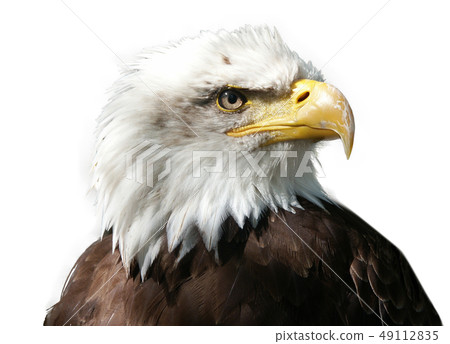 Large majestic bird eagle on white background 49112835