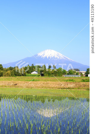 富士山和稻田 富士山和稻田 49113190