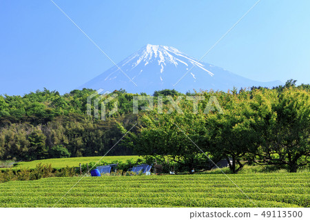 Tea plantation 49113500