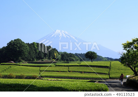 Tea plantation 49113523