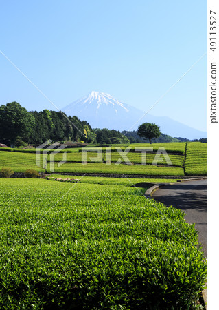 Tea plantation 49113527