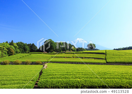 Tea plantation 49113528
