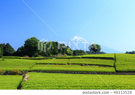Tea plantation 49113529