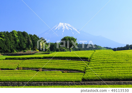 Tea plantation 49113530