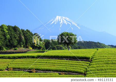 茶園 49113531