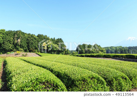 Tea plantation Tea plantation 49113564