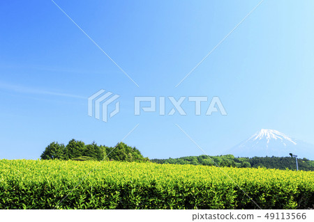 Tea plantation 49113566