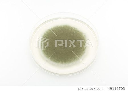 Penicillium digitatum Penicillium digitatum green mold 49114703