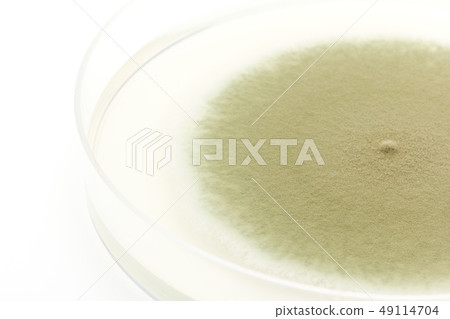 Penicillium digitatum Penicillium digitatum green mold Penicillium digitatum Penicillium digitatum green mold 49114704