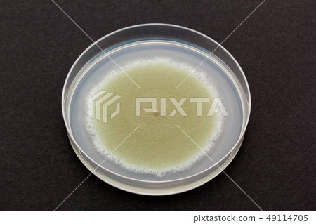 Penicillium digitatum Penicillium digitatum green mold 49114705