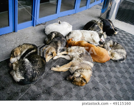 Stray dogs are sleeping in front of shopping mall 49115160