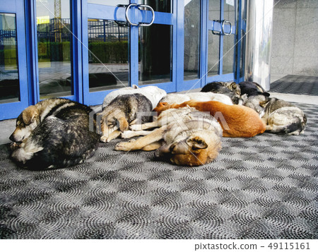 Stray dogs are sleeping in front of shopping mall Stray dogs are sleeping in front of shopping mall 49115161
