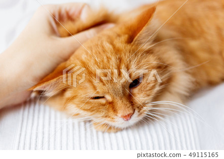 Woman is stroking cute ginger cat on white couch Woman is stroking cute ginger cat on white couch 49115165