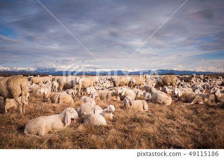 Flock of sheep with lambs. They grazed in winter 49115186
