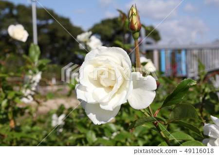 Rose garden of Hyouyocho Park Rose garden of Hyouyocho Park 49116018