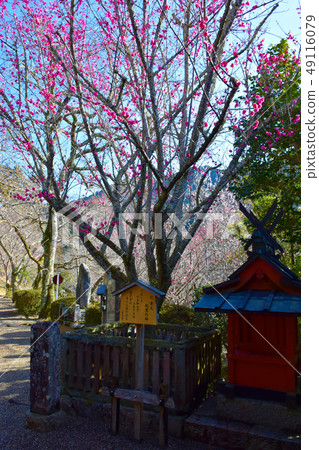 Hase-dera Noriyuki Noriyuki梅花 Hase-dera Noriyuki Noriyuki梅花 49116079