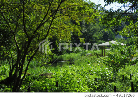 Scenery of Kanagawa Prefectural Zama Taniyama Park 49117266