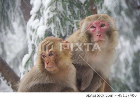 Parent and monkey 49117406
