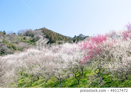 Mt. Takao Takao Umezo Kinoshita Bairin (Kesadowabirin) Mt. Takao Takao Umezo Kinoshita Bairin (Kesadowabirin) 49117472