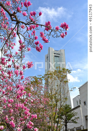 橫濱的木蘭 橫濱的木蘭 49117943